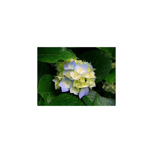 Wrench Set, Combination Metric - 5-PC. – 12-PT.